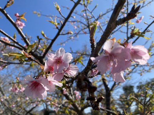 第2回河津桜街道＆彼岸花植樹体験ウォーク